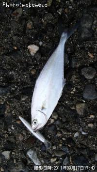 ¥¤¥±¥«¥Ä¥ª