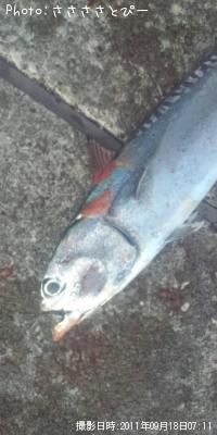 ���������ĥ�