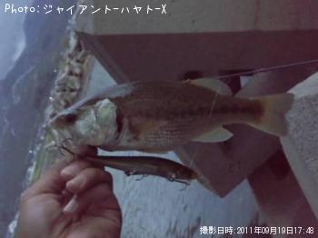 �֥�å��Х�