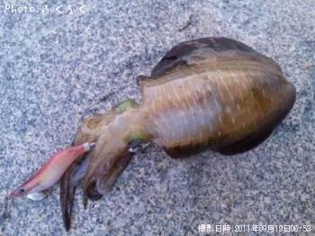 ¥¢¥ª¥ê¥¤¥«