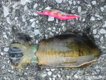 ¥¢¥ª¥ê¥¤¥«