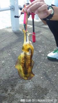 ¥¢¥ª¥ê¥¤¥«