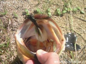 �֥�å��Х�