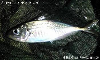 アジ