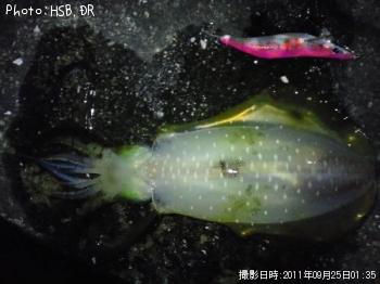 ¥¢¥ª¥ê¥¤¥«