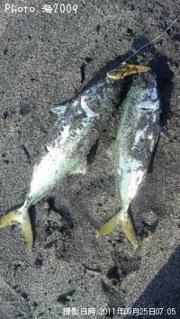 �����å�