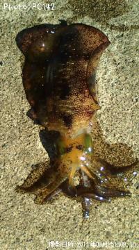 ¥¢¥ª¥ê¥¤¥«