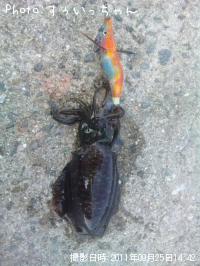 �����ꥤ��