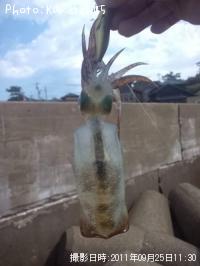 �����ꥤ��