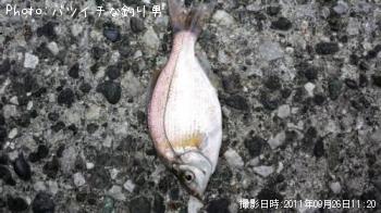 ���ߥ��ʥ�