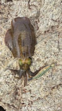 �����ꥤ��