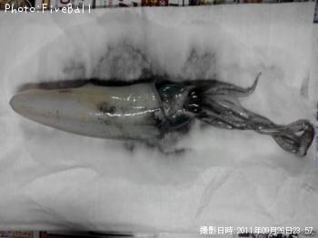 ¥¢¥ª¥ê¥¤¥«