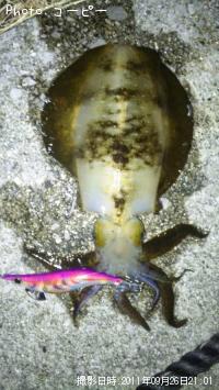 ¥¢¥ª¥ê¥¤¥«