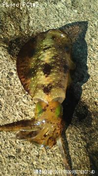 �����ꥤ��