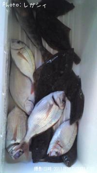 ���쥤���ϥʥ���