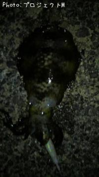 ¥¢¥ª¥ê¥¤¥«