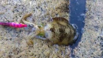 �����ꥤ��