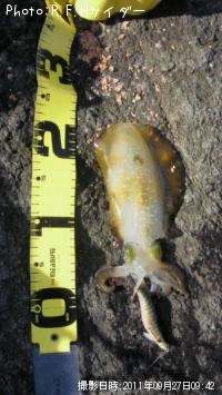 �����ꥤ��