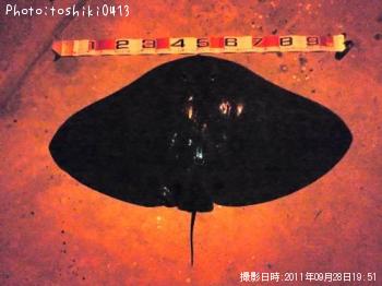 ¥Ä¥Ð¥¯¥í¥¨¥¤