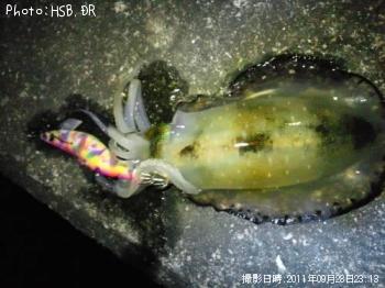 ¥¢¥ª¥ê¥¤¥«