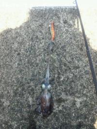 ¥¢¥ª¥ê¥¤¥«