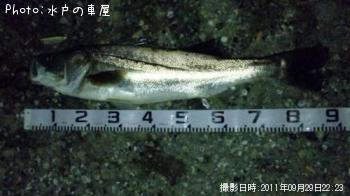 �����Х�