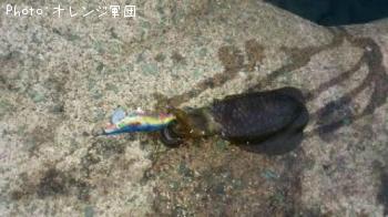 ¥¢¥ª¥ê¥¤¥«