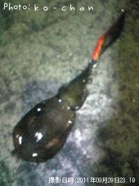 �����ꥤ��