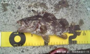 ¥¿¥±¥Î¥³¥á¥Ð¥ë