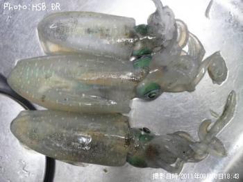 �����ꥤ��