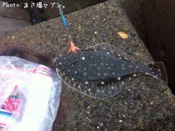 �������쥤