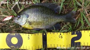 �֥롼����