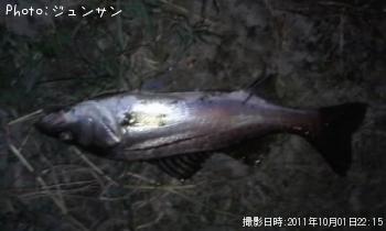 �����Х�