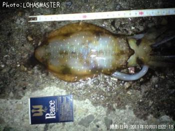 ¥¢¥ª¥ê¥¤¥«