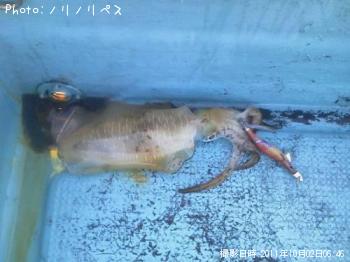 ¥¢¥ª¥ê¥¤¥«