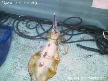 ¥¢¥ª¥ê¥¤¥«