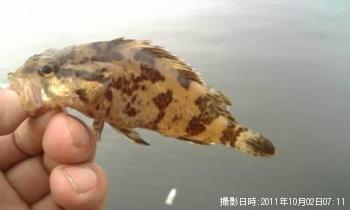 �����Υ���Х�