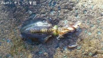 ¥¢¥ª¥ê¥¤¥«