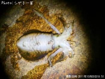 ¥¢¥ª¥ê¥¤¥«