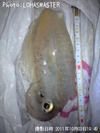 �����ꥤ��