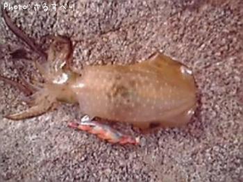 �����ꥤ��