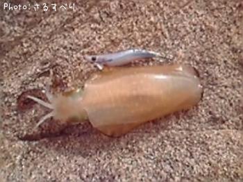 �����ꥤ��