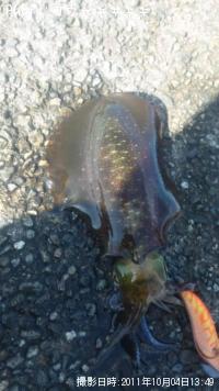 �����ꥤ��