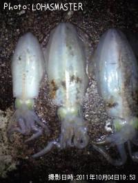 ¥¢¥ª¥ê¥¤¥«