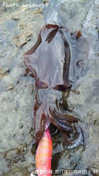 �����ꥤ��