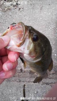 ¥Ö¥é¥Ã¥¯¥Ð¥¹