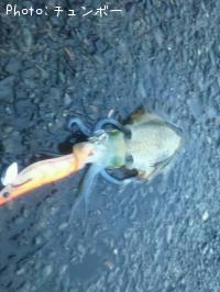 ¥¢¥ª¥ê¥¤¥«