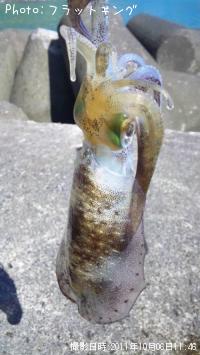 ¥¢¥ª¥ê¥¤¥«