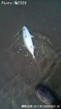 �����å�