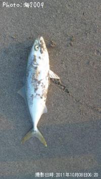 �����å�